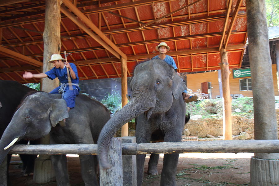 Elephant Photograph - Elephant Greeting - Maesa Elephant Camp - Chiang Mai Thailand - 01136 by DC Photographer