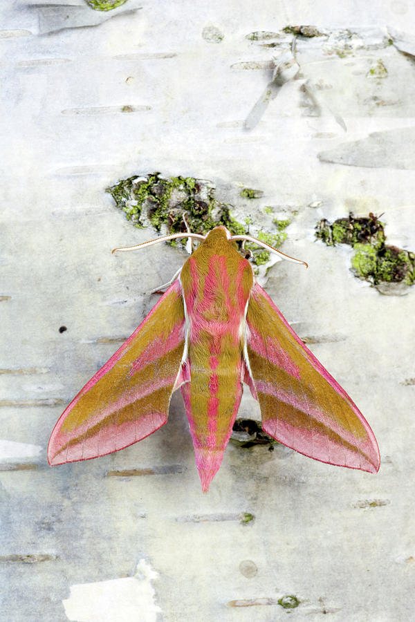 Spring Photograph - Elephant Hawk-moth by John Devries/science Photo Library