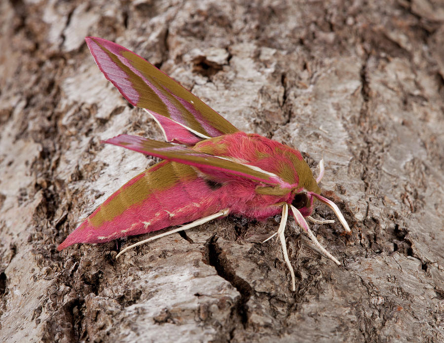 hawk moth doll