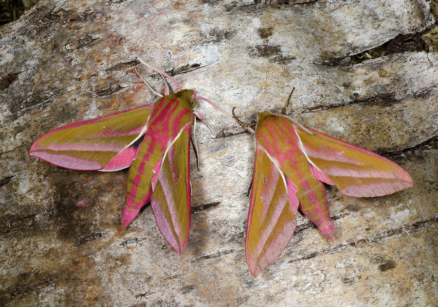 pellucid hawk moths in iowa