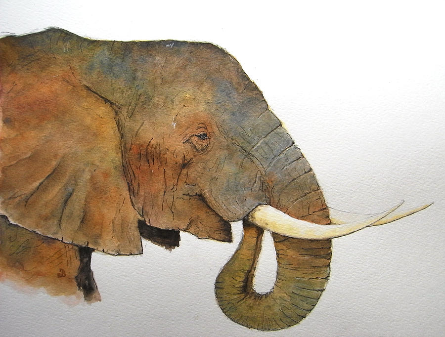 Wildlife Painting - Elephant head study by Juan  Bosco