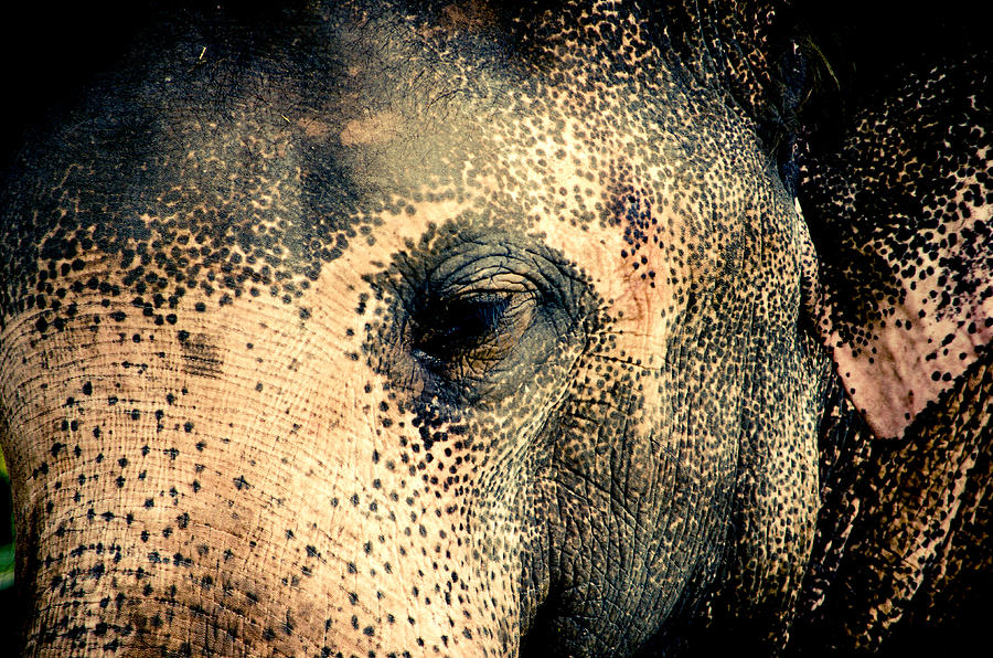 Animal Photograph - Elephant by Hemantha Fernando