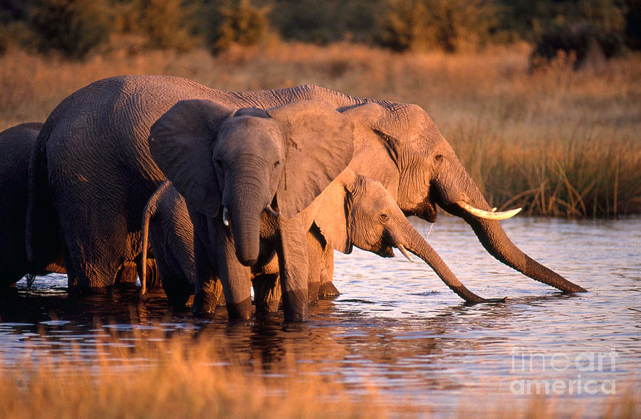 Elephant Herd Drinking Photograph by Gregory G. Dimijian, M.D.