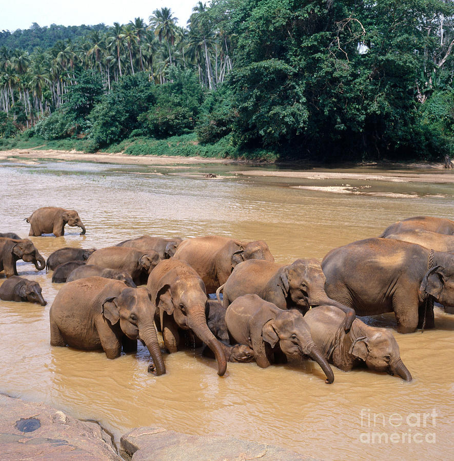 Elephant Herd In Sri Lanka Photograph by Tierbild Okapia