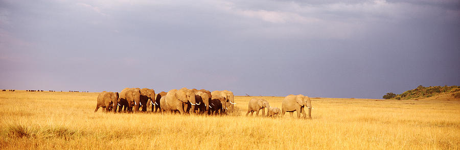 Elephant Photograph - Elephant Herd, Maasai Mara Kenya by Panoramic Images