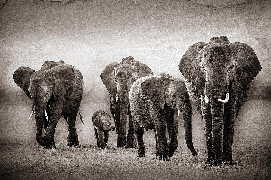 Elephant Herd Rock Texture Photograph by Mike Gaudaur