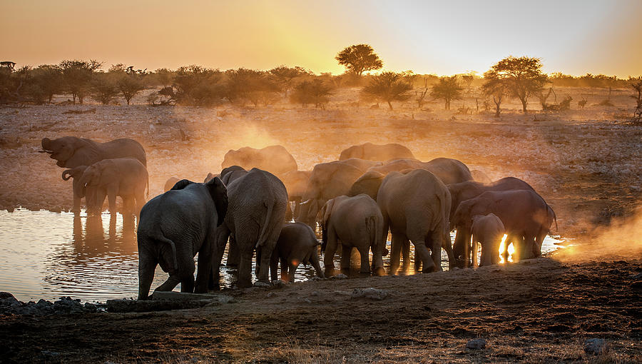 Animal Photograph - Elephant Huddle by Simon Van Ooijen