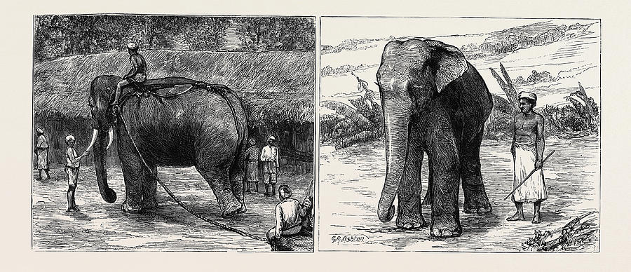 Elephant Hunting In Ceylon Left Image A Tame Elephant Drawing by ...