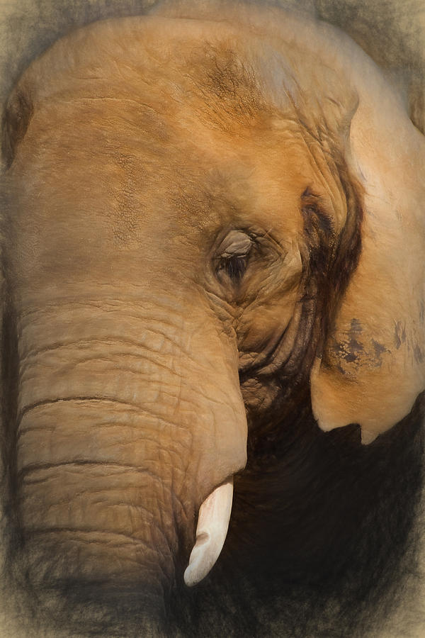 Elephant Digital Art by Ian Merton