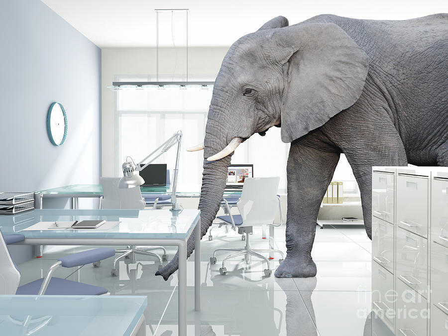 Elephant In A Room Photograph by Gualtiero Boffi