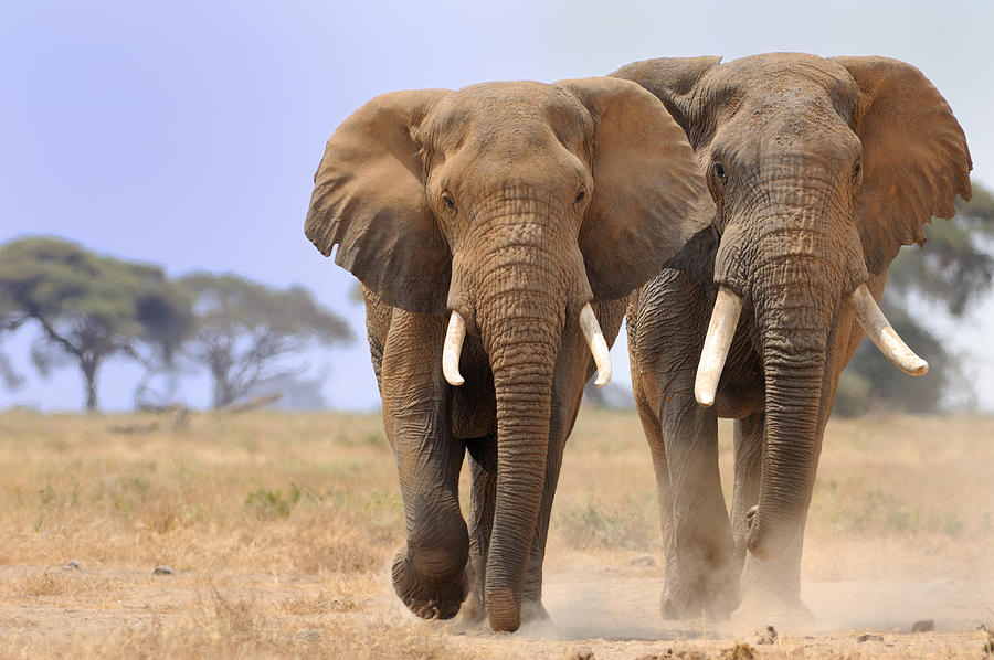 Elephant In Amboseli Park, Kenya Photograph by Alex Dissanayake Elephant In Amboseli Park, Kenya Photograph by Alex Dissanayake