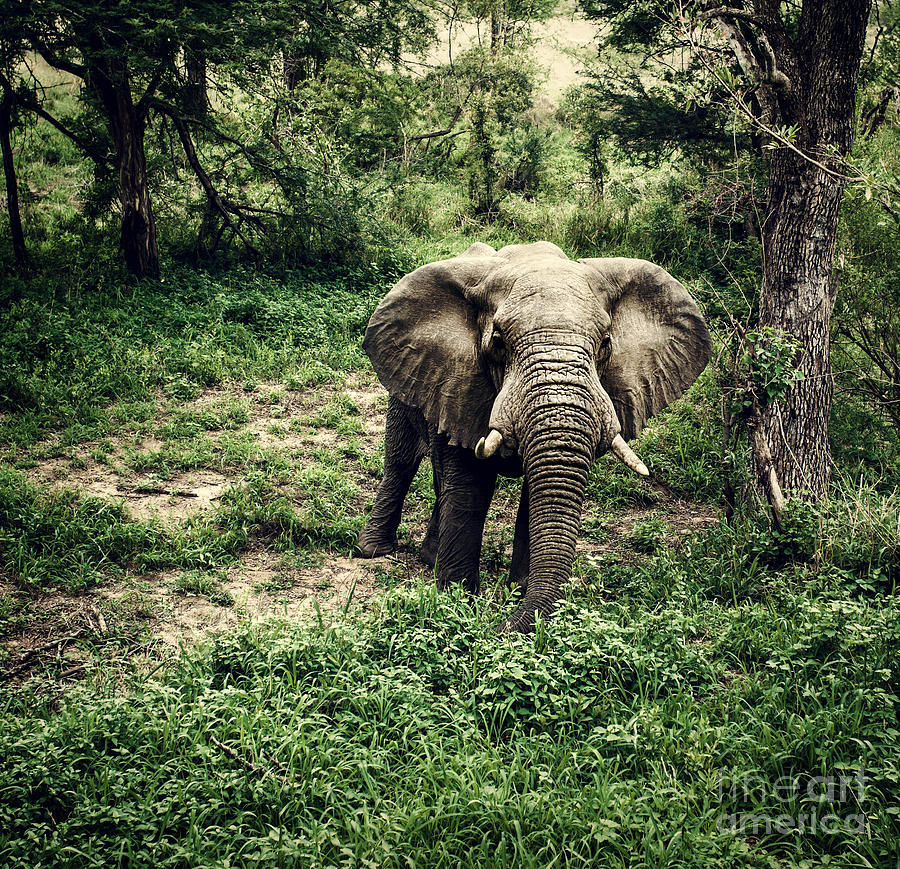 Elephant in fresh woods Photograph by Anna Om