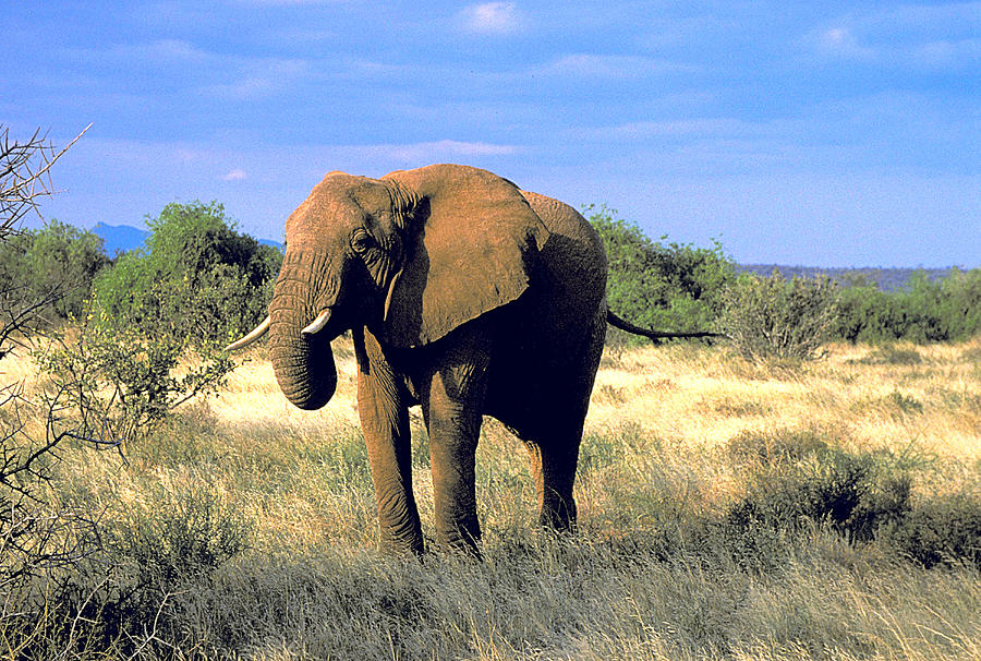 Wildlife Photograph - Elephant in Kenya by Carl Purcell