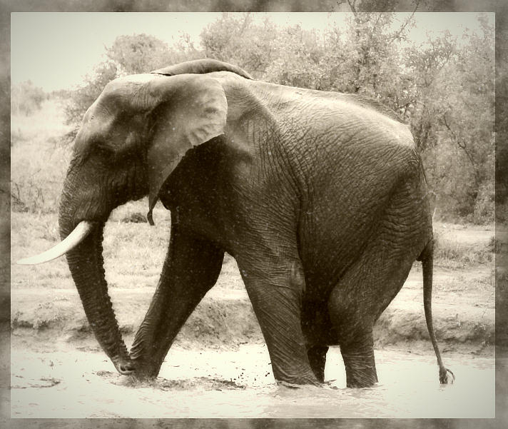 Elephant in Profile Photograph by Saraya Lyons - Pixels