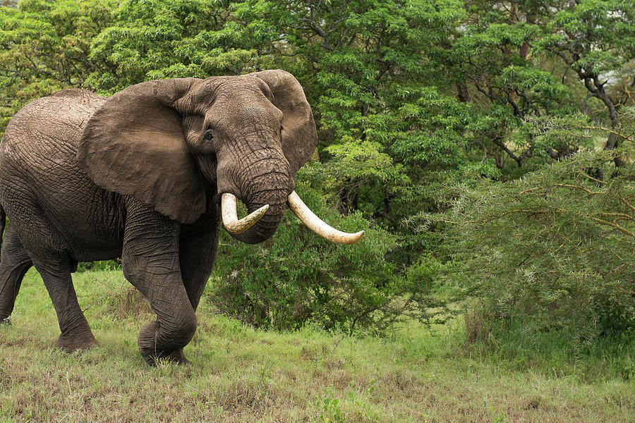 Elephant In Tansania Photograph by Mario Eder