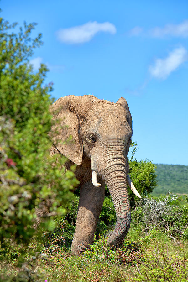 Elephant In The Bush Photograph by Mof