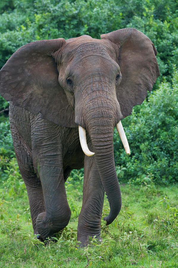 Elephant In The Jungle, Aberdare Photograph by Keren Su