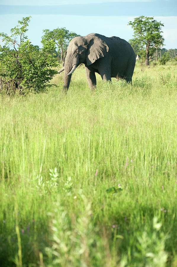 Elephant In The Wild Photograph by Stevenallan