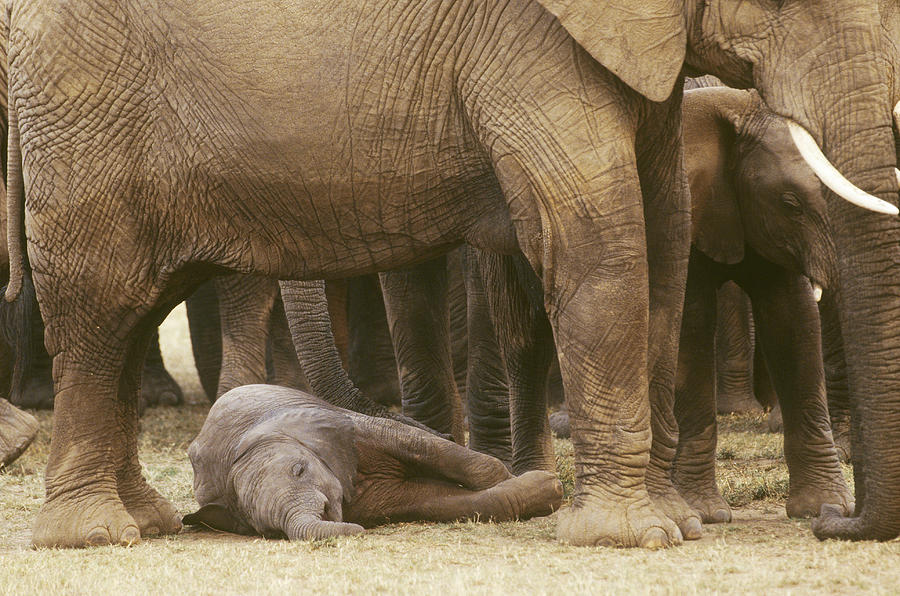 Elephant Infant Sleeping Photograph by Mary Beth Angelo