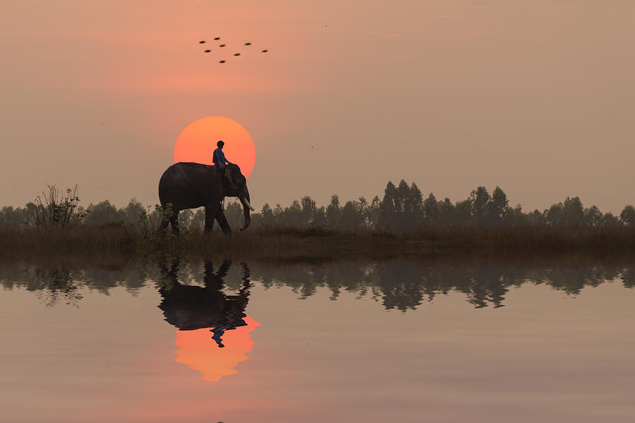 Elephant is Going Home Photograph by Photo by Obbchao