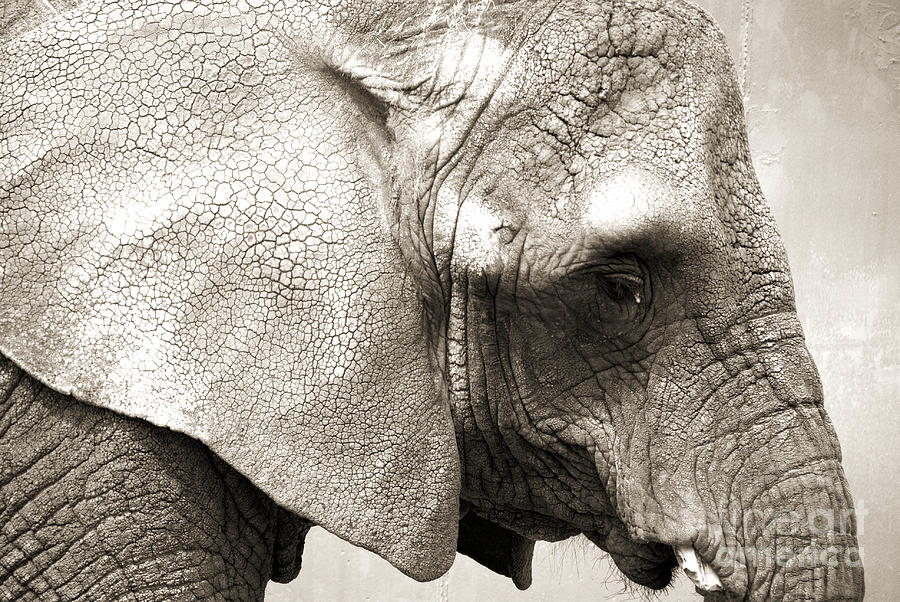 Elephant Photograph By Jackie Farnsworth Pixels