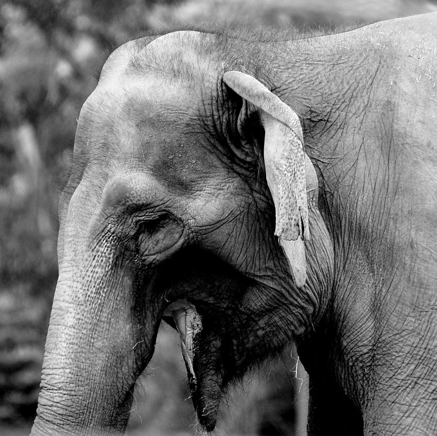 Elephant Photograph by Jeremiah John McBride