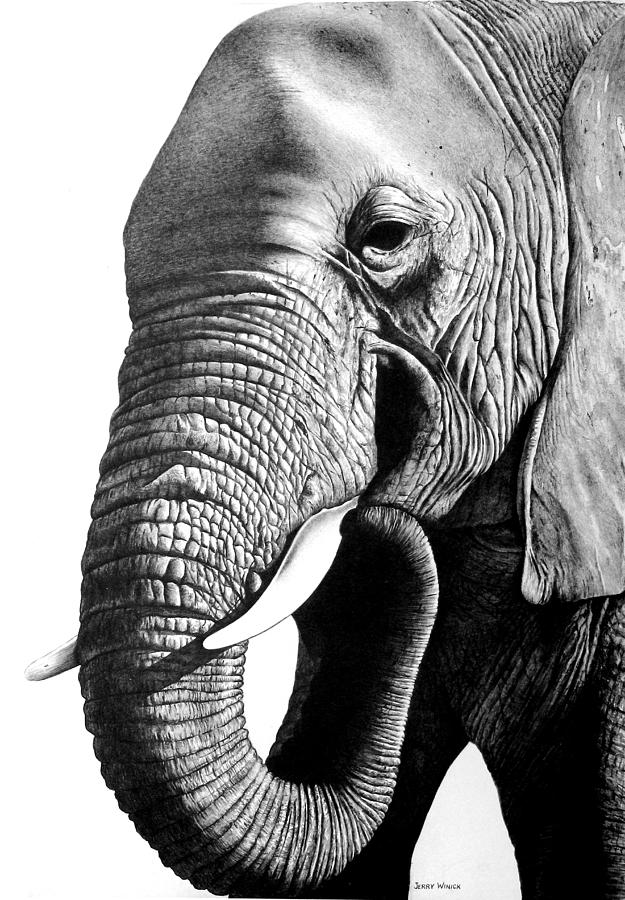 Elephant Drawing | Skip To My Lou