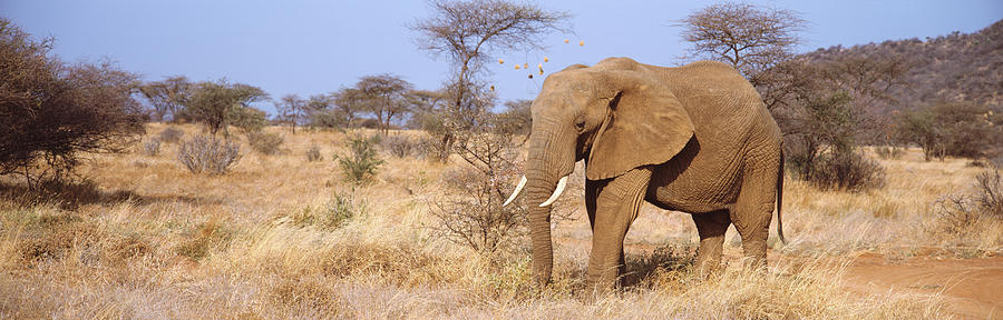 Elephant Photograph - Elephant Kenya Africa by Animal Images