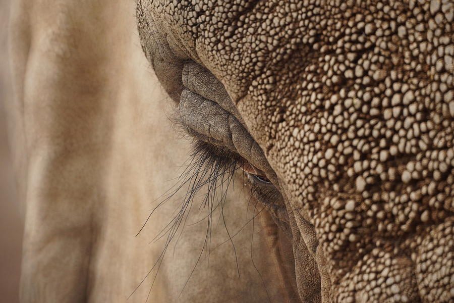 Elephant Lashes Photograph by Ernest Echols