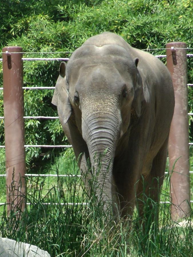 Elephant Photograph by Lindsey Bassett - Fine Art America