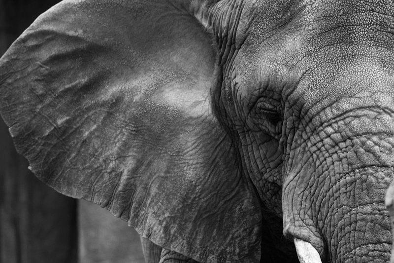 Elephant Photograph by Lindsey Weimer