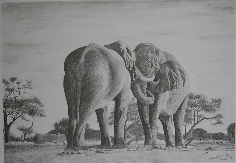 Elephant love Drawing by Casper Venter