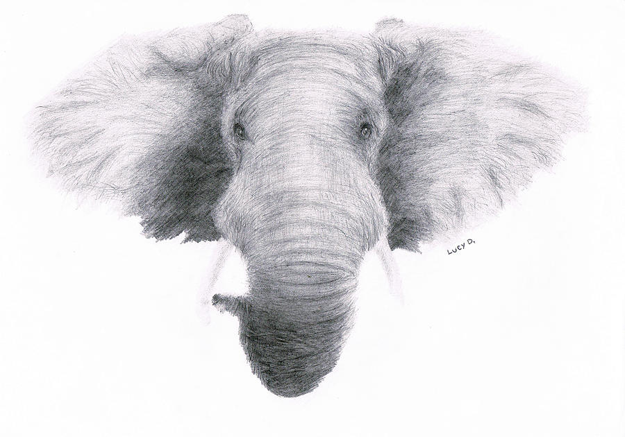Wildlife drawing (Elephant)