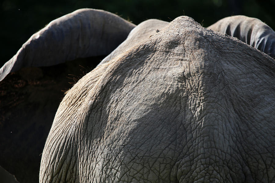 Elephant Photograph by Lynn Sprowl