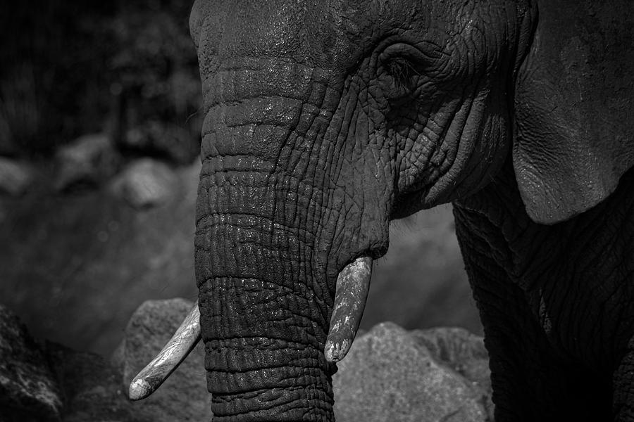 Elephant Photograph - Elephant by Martin Newman