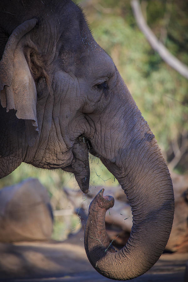 Elephant Photograph by Matthew Onheiber