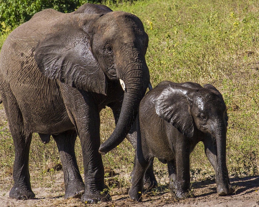 Elephant Mom and Baby Photograph by Suanne Forster