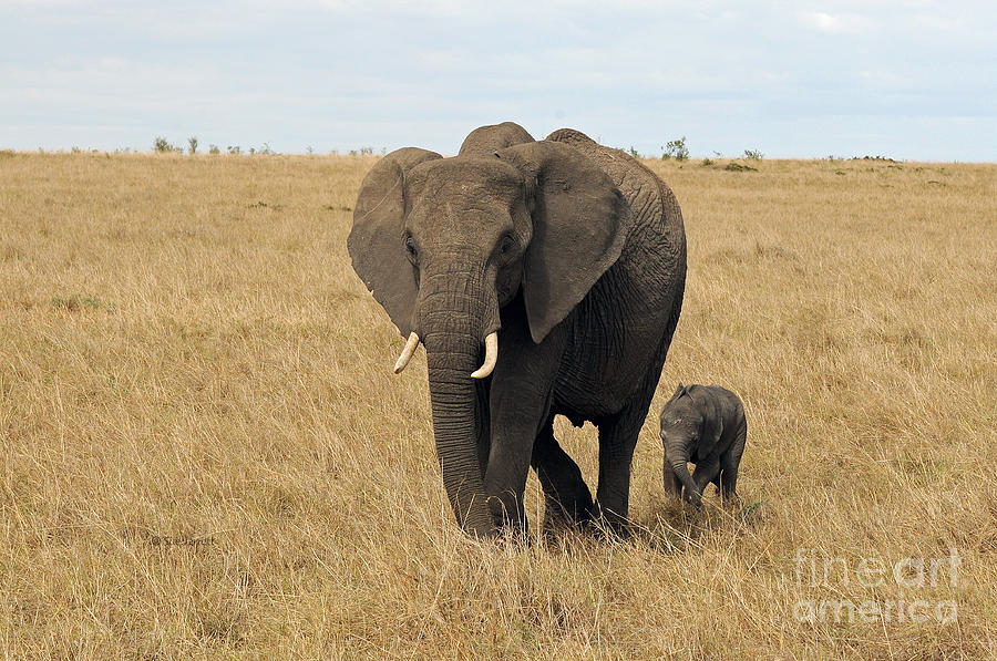 Elephant Photograph - Elephant Mom and Child 3 by Sue Jarrett