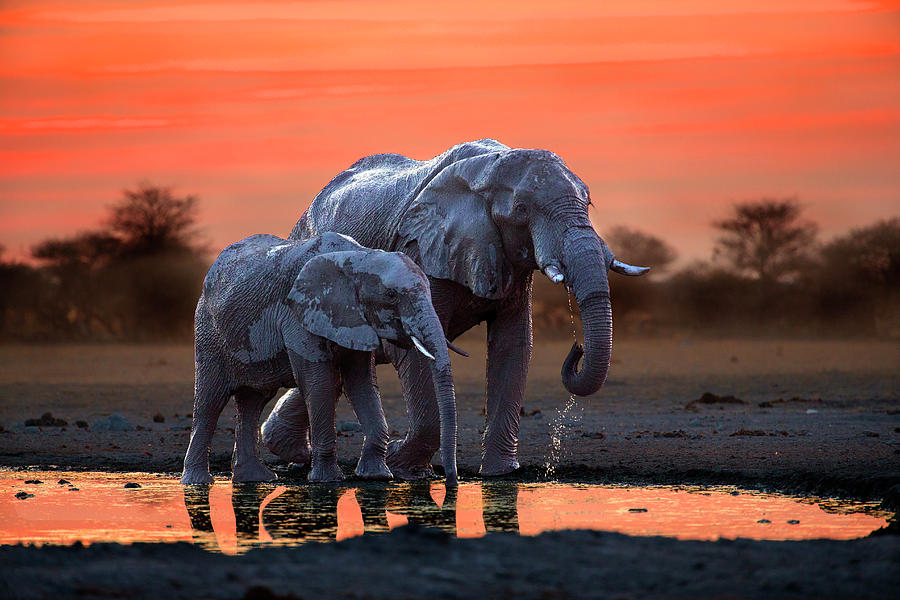 Elephant Mother And Calf At The Photograph by Suebg1 Photography