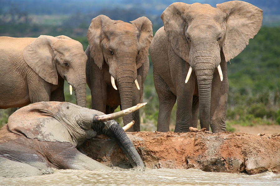 Elephant Photograph - Elephant Mudbath by Bruce J Robinson