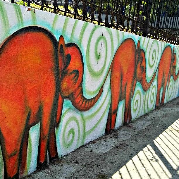 Elephant Mural Photograph by Kayla  Pearson