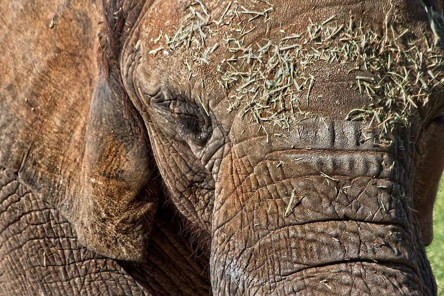 Animal Photograph - Elephant never forgets by Miroslava Jurcik