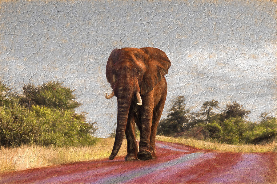 Elephant on a stroll Photograph by David Gleeson
