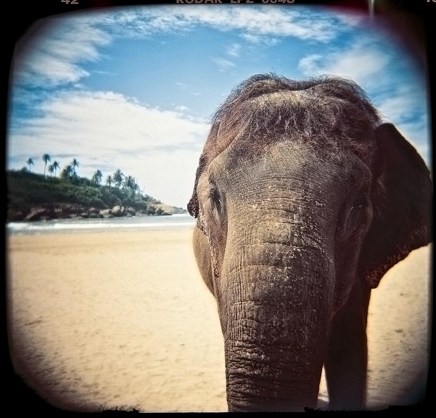 Elephant on the Beach Photograph by Carol Whaley Addassi