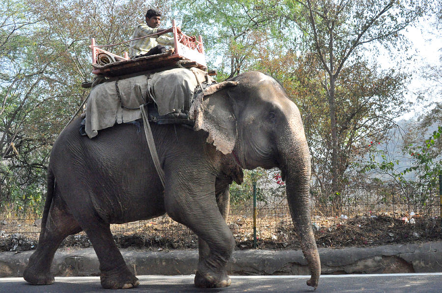 Elephant on the road in India Photograph by Diane Lent