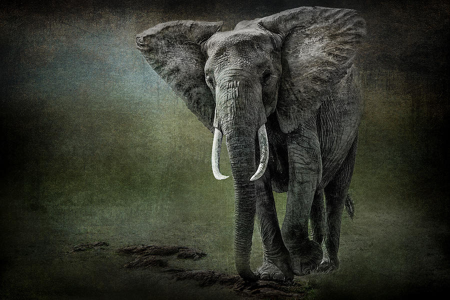 Elephant On The Rocks Photograph by Mike Gaudaur