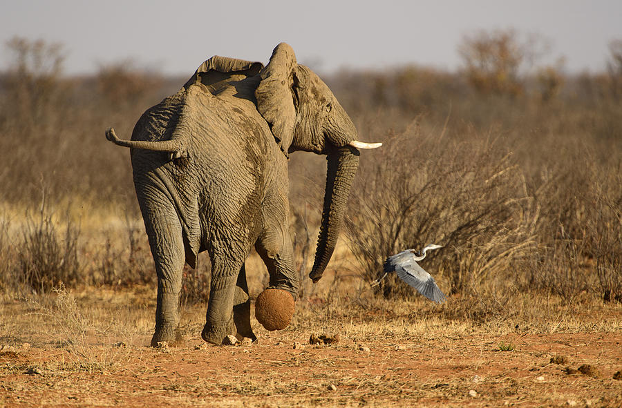 Wildlife Photograph - Elephant on the Run by Paul W Sharpe Aka Wizard of Wonders
