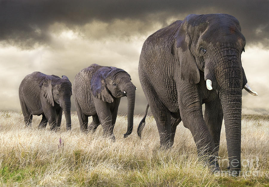 Nature Photograph - Elephant parade by Marcel Van Balken