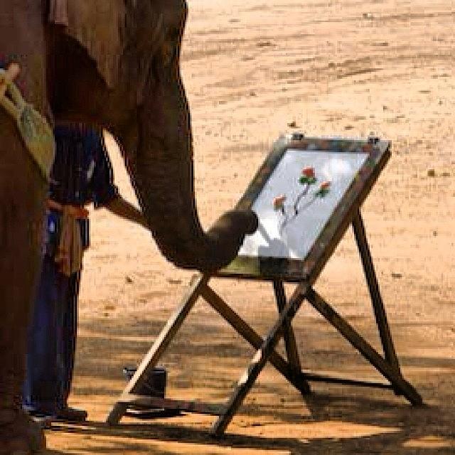 Holiday Photograph - Elephant Picasso Artwork On Progress - by Gary David