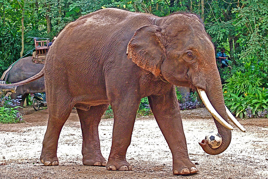 Elephant Playing Soccer in Mae Taeng Elephant Park near Chiang Mai-Thailand Photograph by Ruth Hager